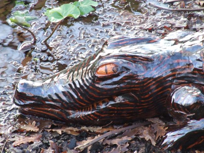 Large Wooden Crocodile Sculpture